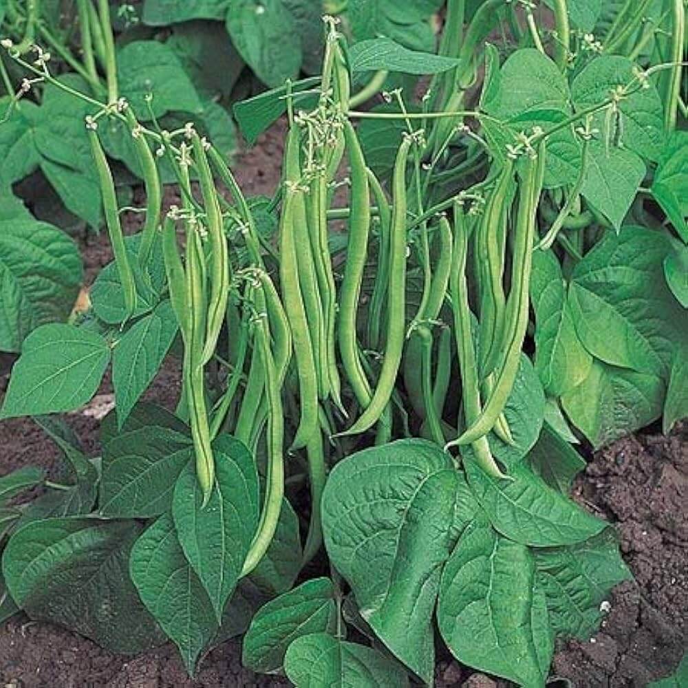 Pole Bean Seeds 