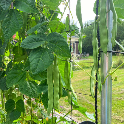 Pole Bean Seeds 