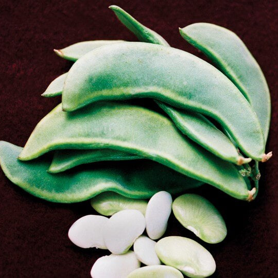 Pole lima bean seeds - Vegetable Plant