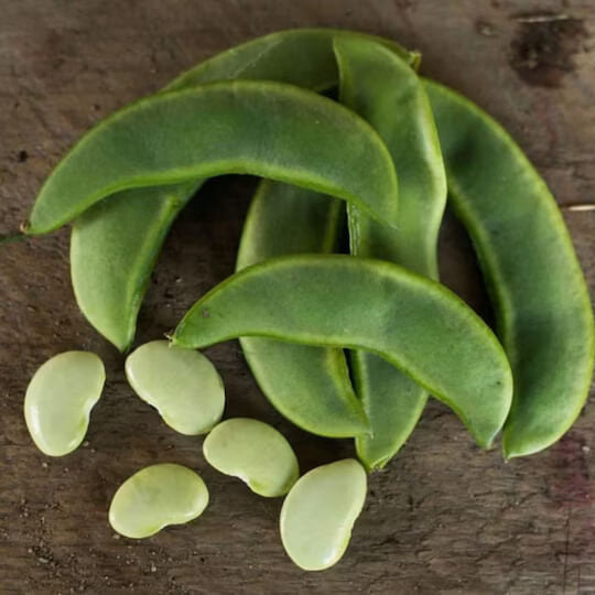 Pole lima bean seeds - Vegetable Plant
