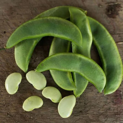 Pole lima bean seeds - Vegetable Plant