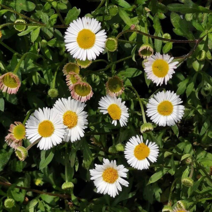 Pollinator Daisy Seeds - Flower Plant