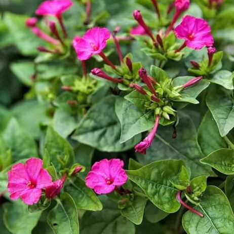 Pollinator Four O 'Clock Seeds