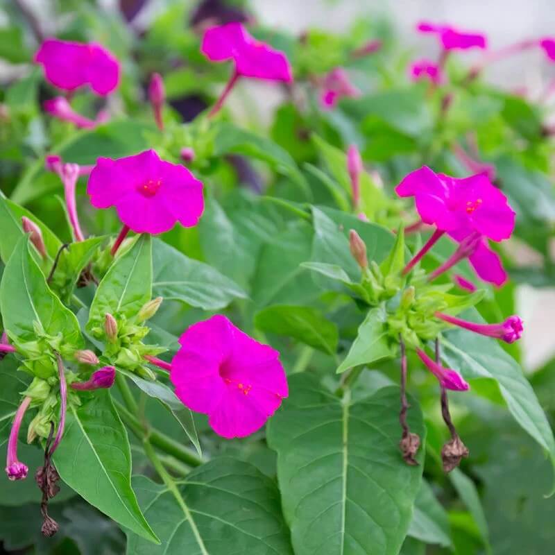 Pollinator Four O 'Clock Seeds