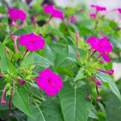 Pollinator Four O 'Clock Seeds