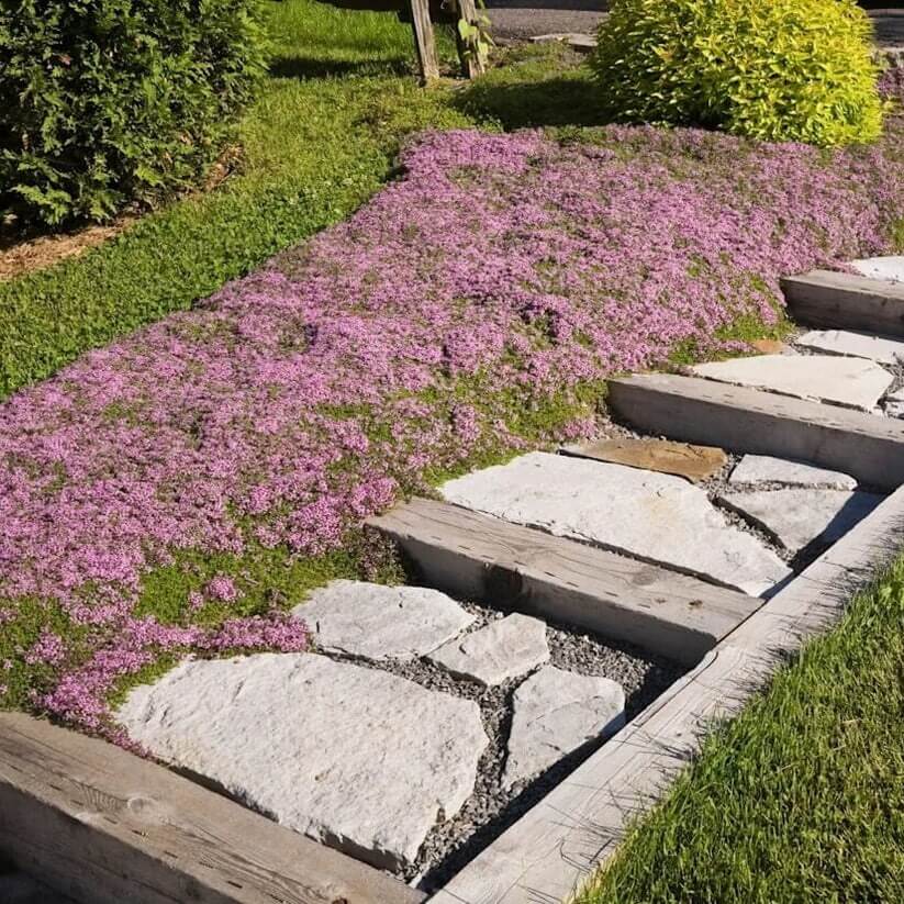 Pollinator Ground Cover Herb seeds