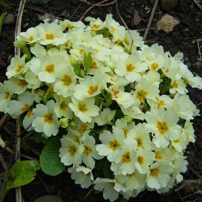 Polyanthus Seeds - Heirloom Flower Plant for Home Gardens