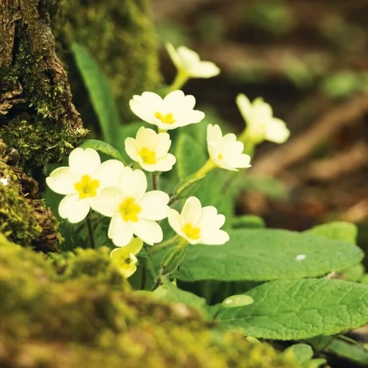 Polyanthus Seeds - Heirloom Flower Plant for Home Gardens