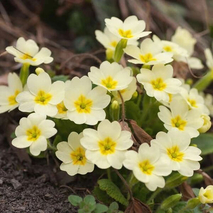 Polyanthus Seeds - Heirloom Flower Plant for Home Gardens