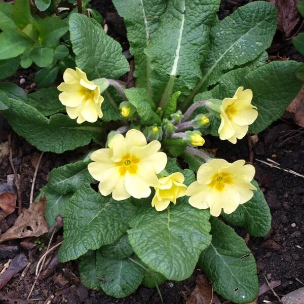 Polyanthus Seeds - Heirloom Flower Plant for Home Gardens