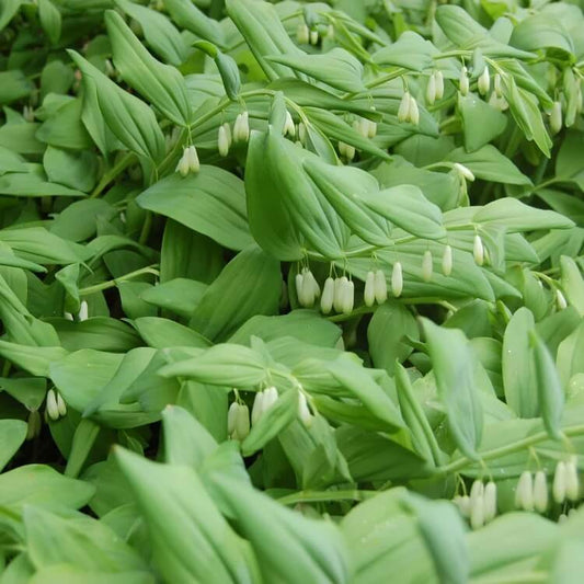 Polygonatum seeds