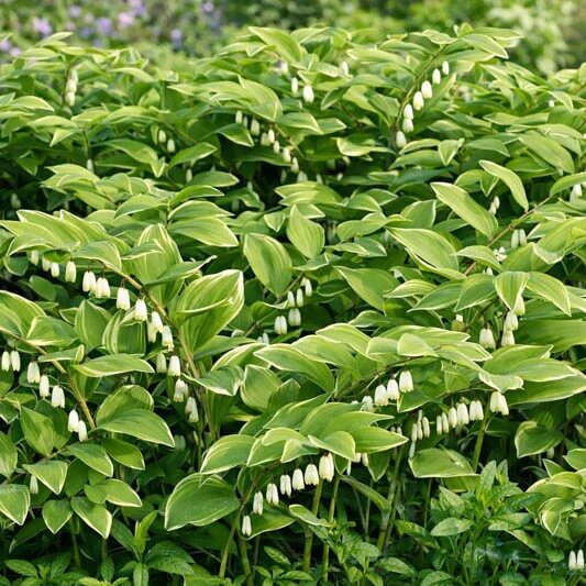 Polygonatum seeds