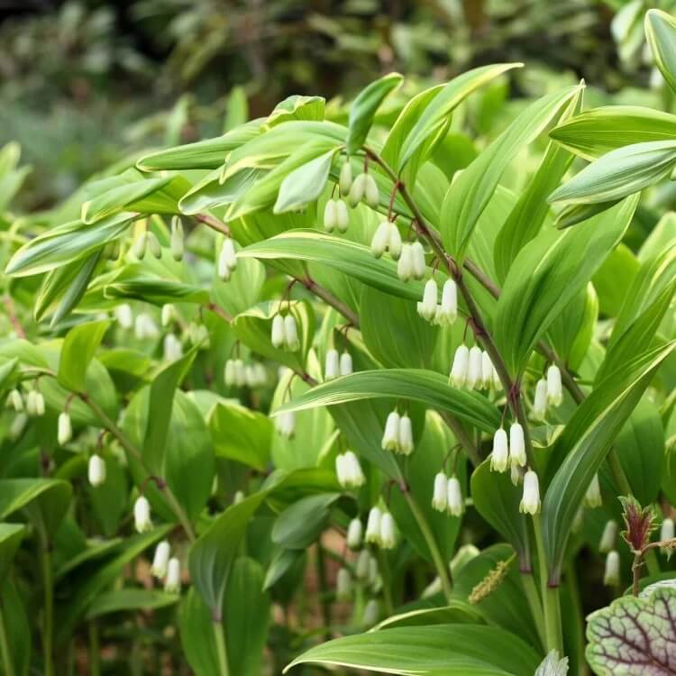 Polygonatum seeds