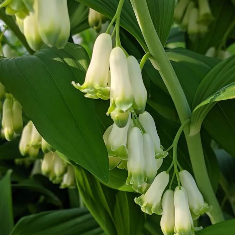 Polygonatum seeds