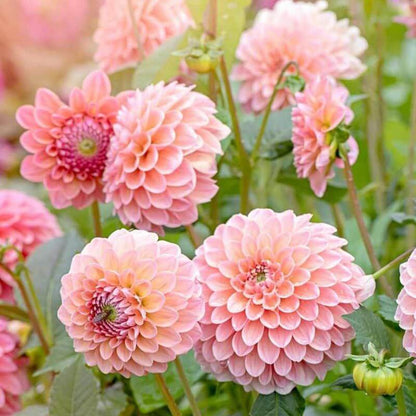 Pom Dahlia Seeds