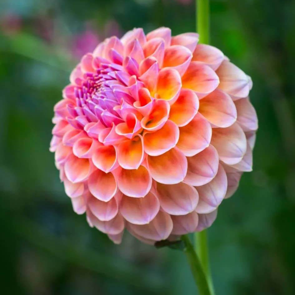Pom Dahlia Seeds
