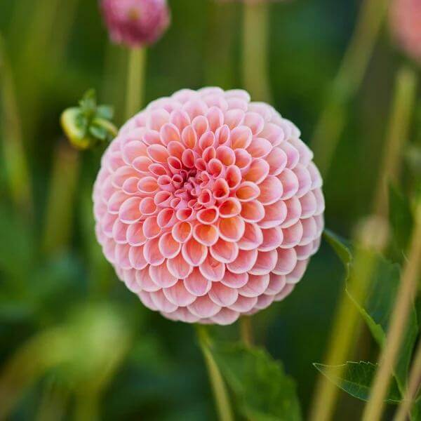 Pom Dahlia Seeds