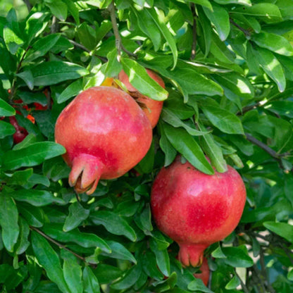 Pomegranate Seeds