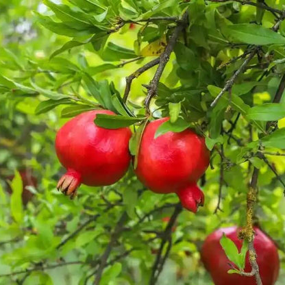 Pomegranate Seeds