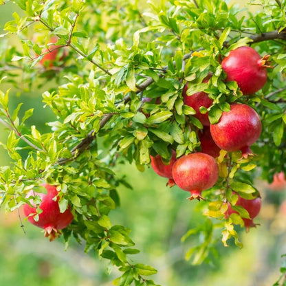 Pomegranate Seeds