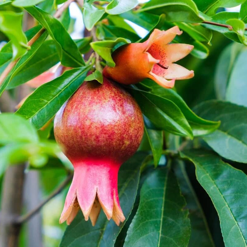Pomegranate Seeds