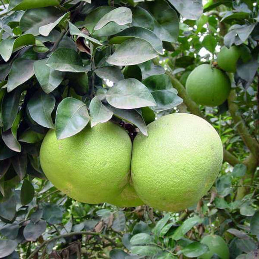 Pomelo seeds - Fruit Plant for Home Gardens