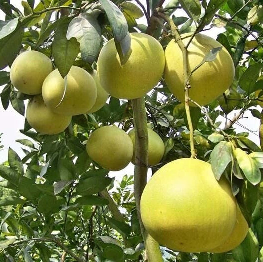 Pomelo seeds - Fruit Plant for Home Gardens