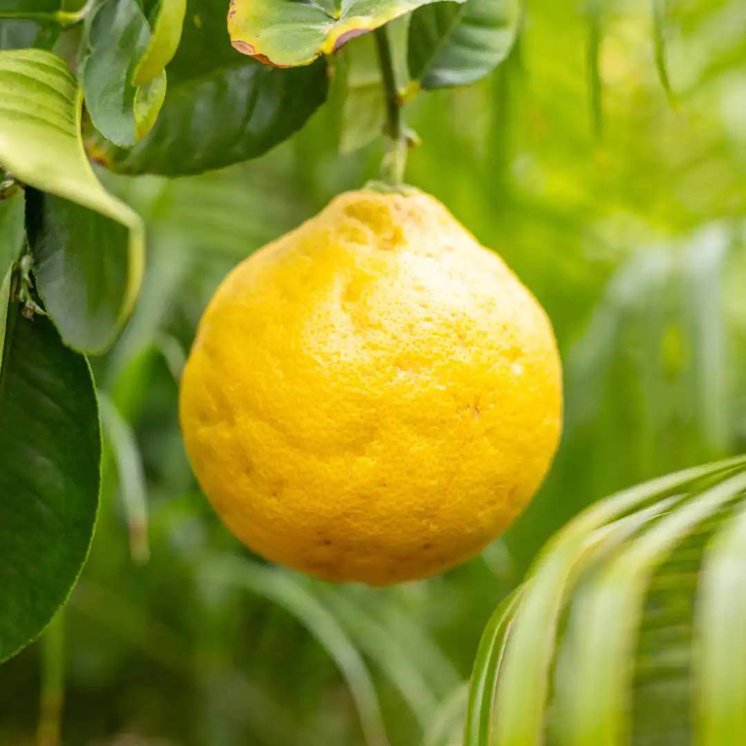 Ponderosa Lemon Seeds