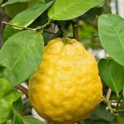 Ponderosa Lemon Seeds