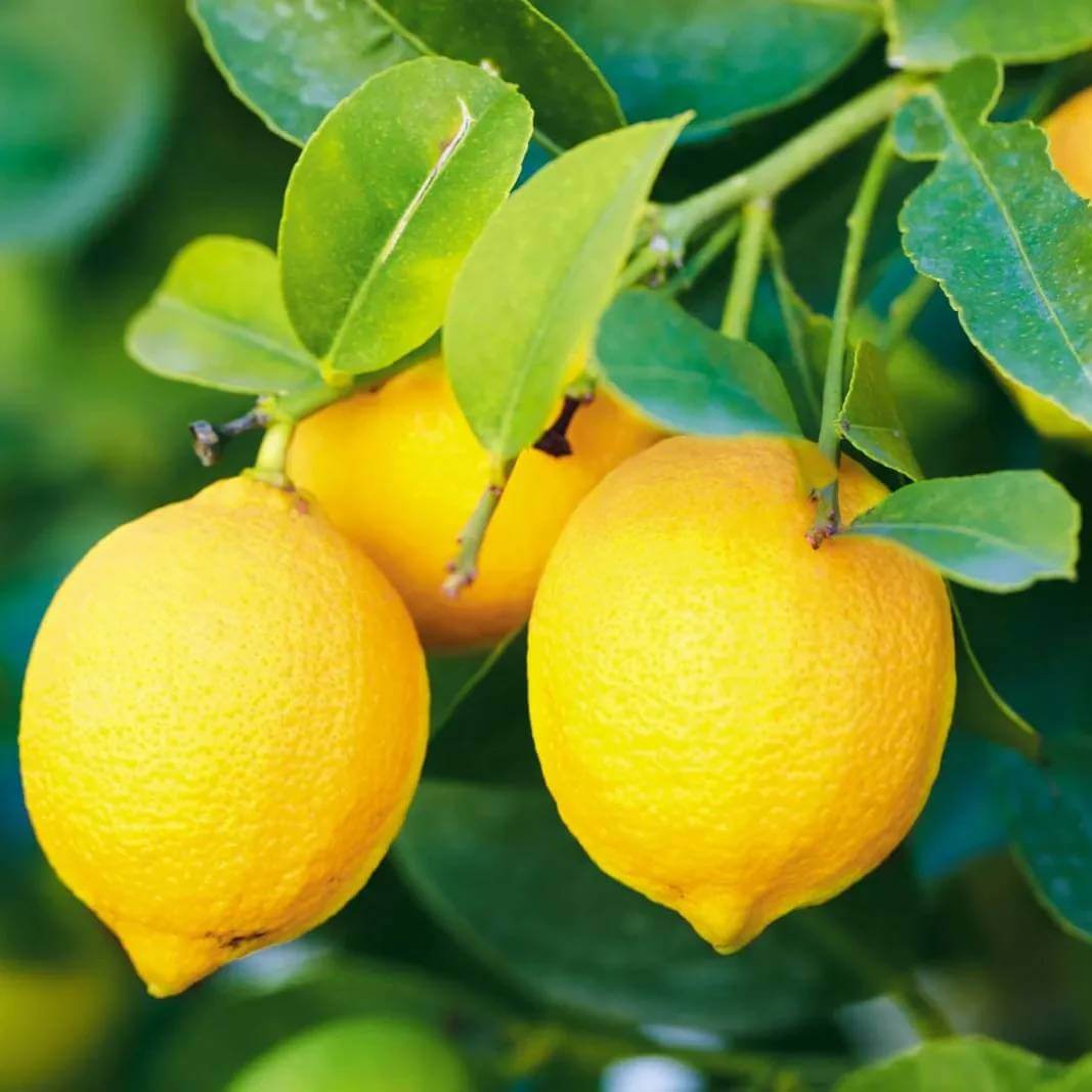 Ponderosa Lemon Seeds