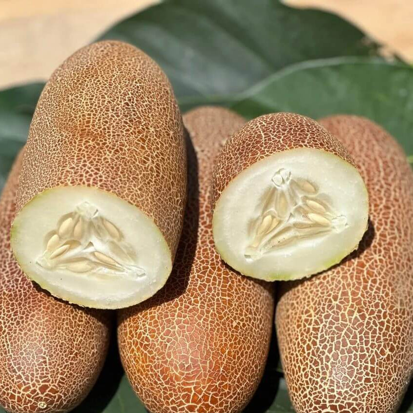 Poona Kheera Cucumber Seeds