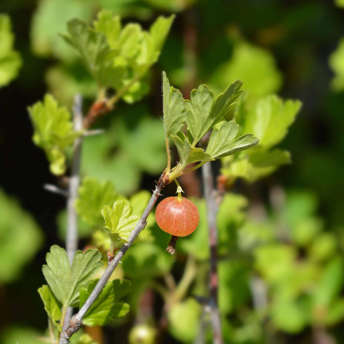Poorman Red Gooseberry Seeds