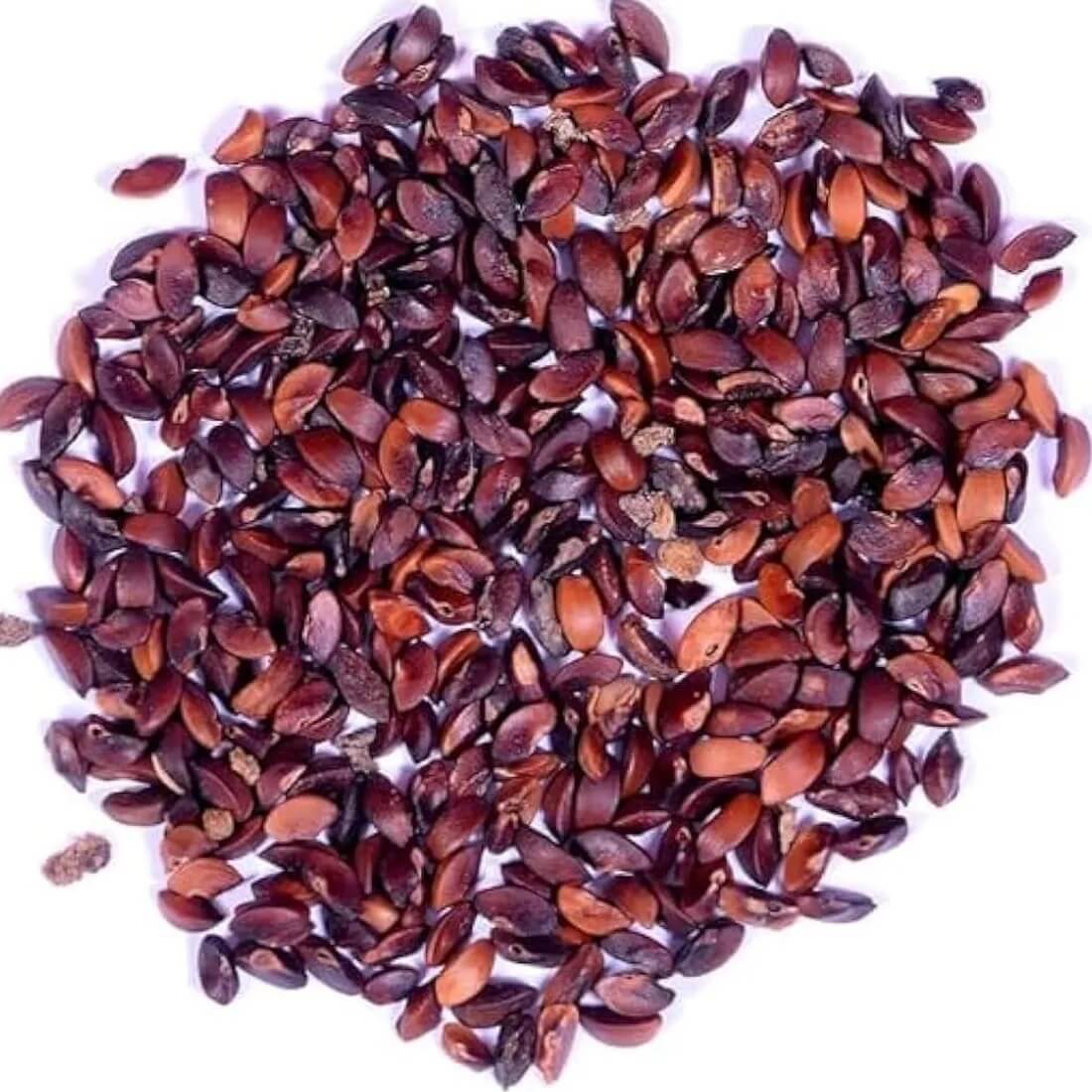 Poorman Red Gooseberry Seeds