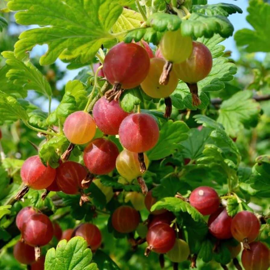 Poorman Red Gooseberry Seeds