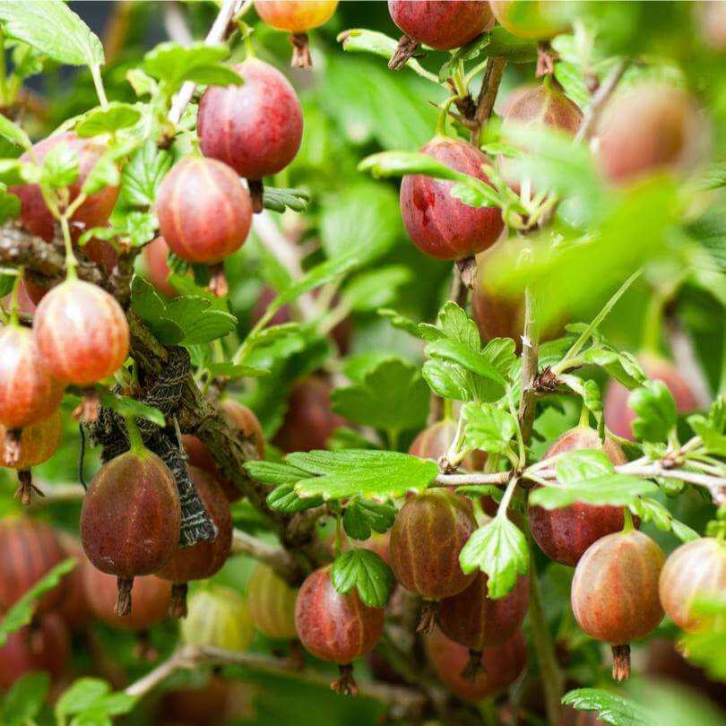 Poorman Red Gooseberry Seeds