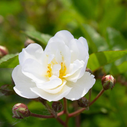 Popcorn Miniature Rose Seeds - Heirloom Flower Plant for Home Gardens