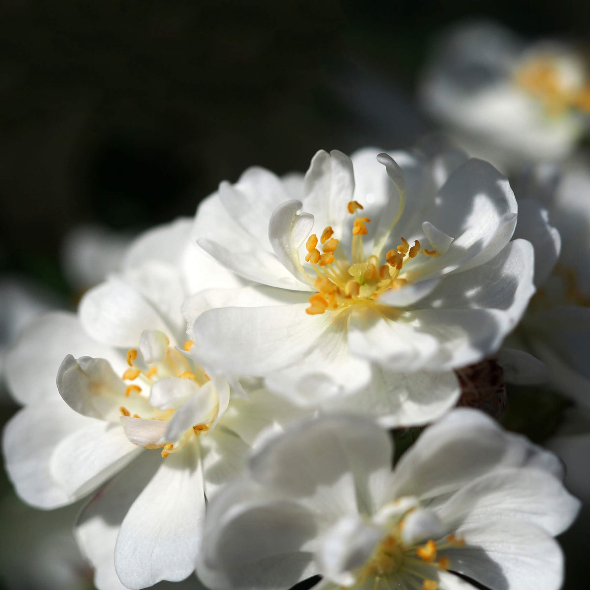 Popcorn Miniature Rose Seeds - Heirloom Flower Plant for Home Gardens