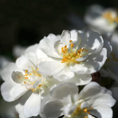 Popcorn Miniature Rose Seeds - Heirloom Flower Plant for Home Gardens