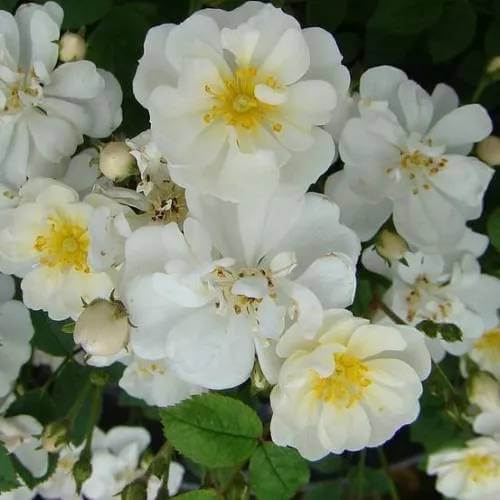 Popcorn Miniature Rose Seeds - Heirloom Flower Plant for Home Gardens