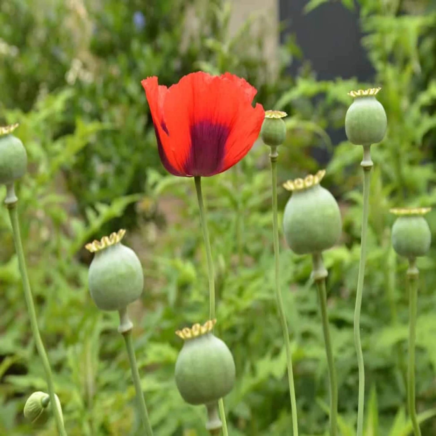 Poppy Seeds - Flower Plant