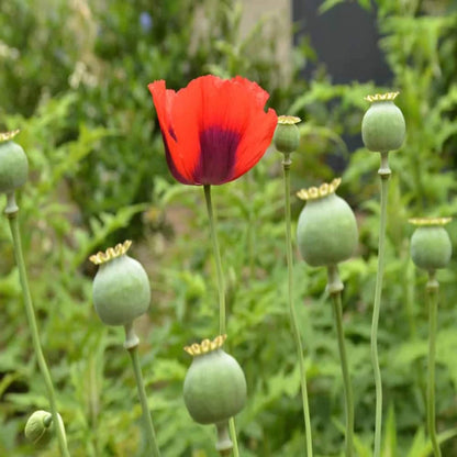 Poppy Seeds - Flower Plant
