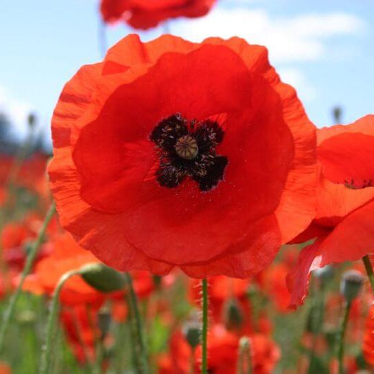 Poppy Seeds - Flower Plant