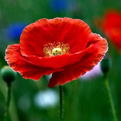 Poppy Seeds - Flower Plant