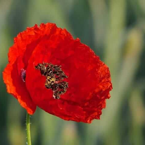 Poppy Seeds For Planting