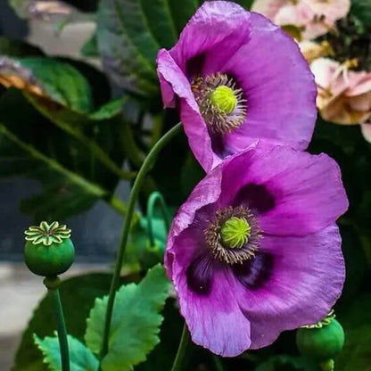 Poppy Seeds for Planting