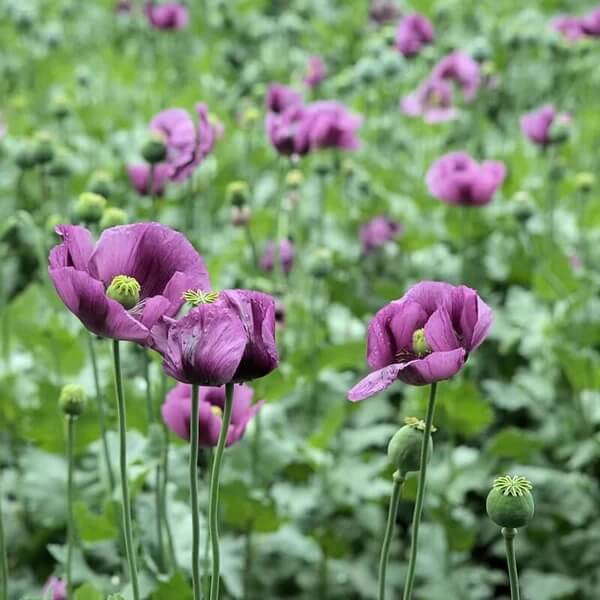 Poppy Seeds for Planting