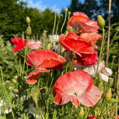 Poppy Seeds for Planting