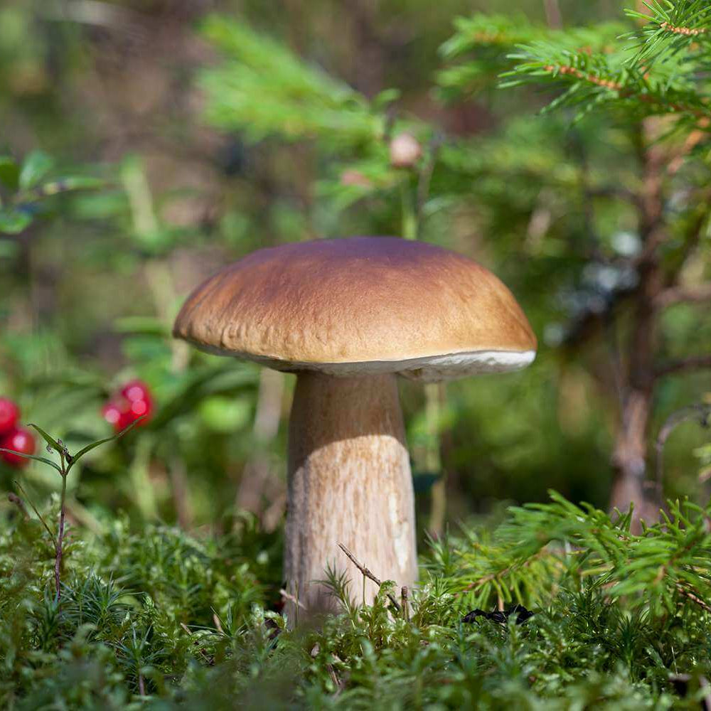 Porcini Mushroom Seeds