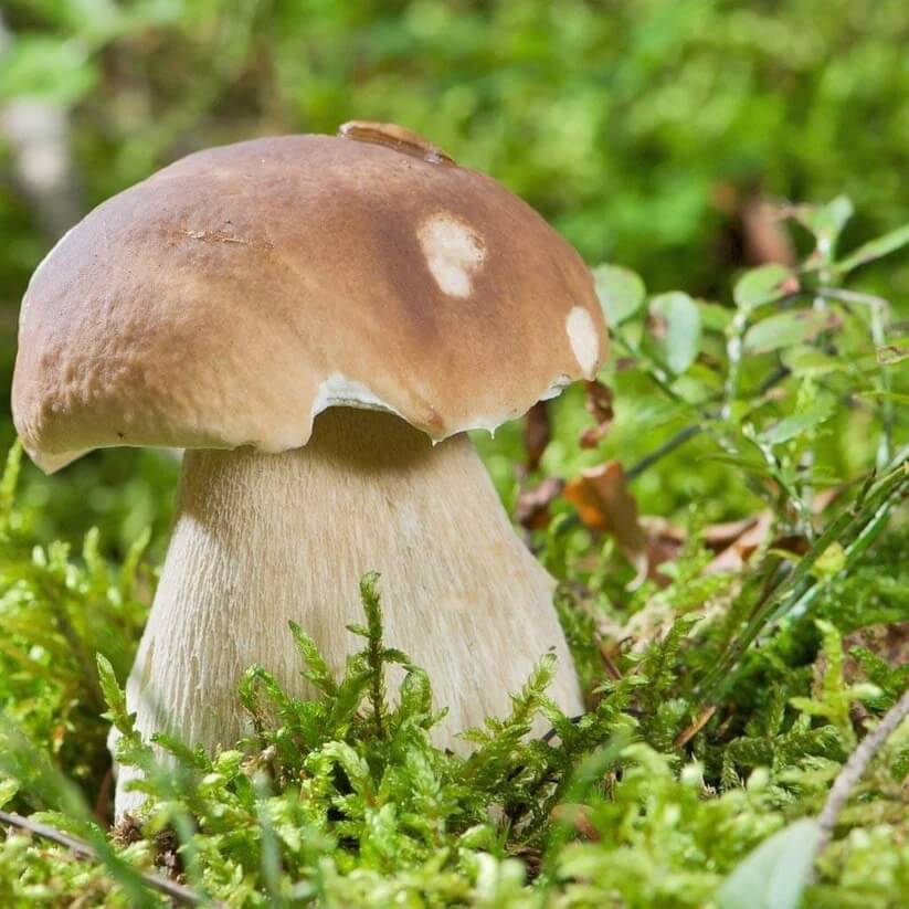 Porcini Mushroom Seeds