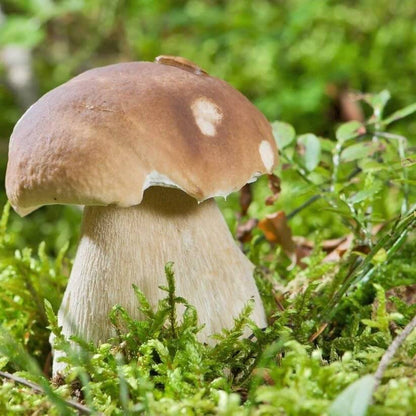 Porcini Mushroom Seeds
